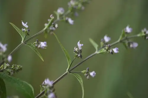 庆元植物1281-唇形科-香茶菜属-显脉香茶菜