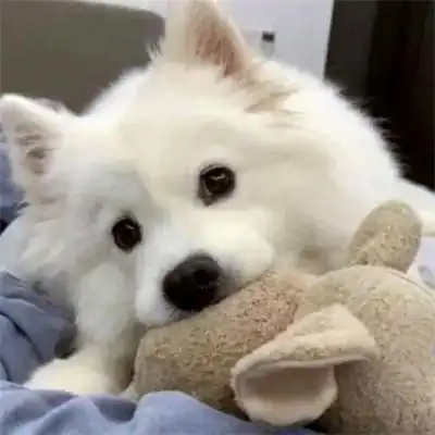 2023最新头像可爱呆萌宠物图片_动物头像_头像屋