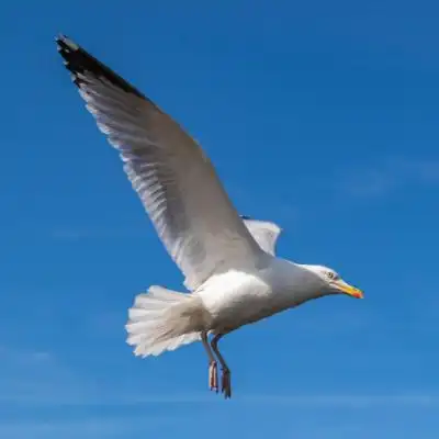 情侣头像海鸥背景 - 好看微信头像!