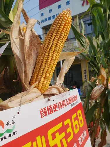 杀手锏玉米新品种秋乐368震撼来袭【部分图片及视频】