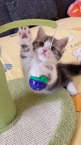 可爱调皮小捣蛋