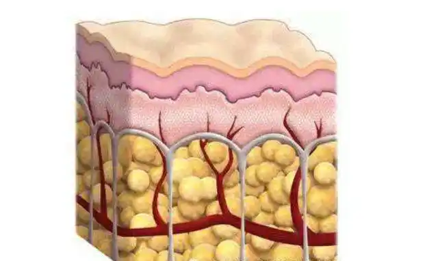 怎样减内脏脂肪皮下脂肪这个方法最见效