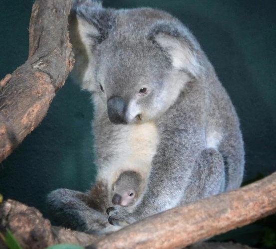 考拉,又名树袋熊.它们跟袋鼠一样,腹部也有个育儿袋用