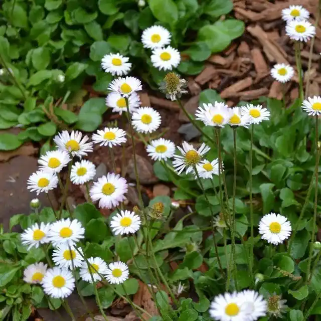 墨西哥飞蓬草,宿根花境里高颜值,低维护植物
