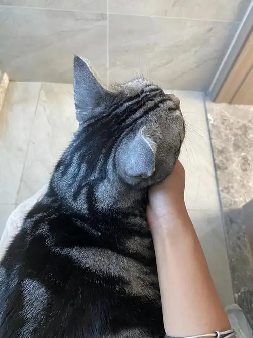 小猫咪好奇怪哦