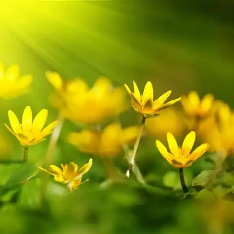 花香四溢的风景头像 头像花花风景图片大全(图5)