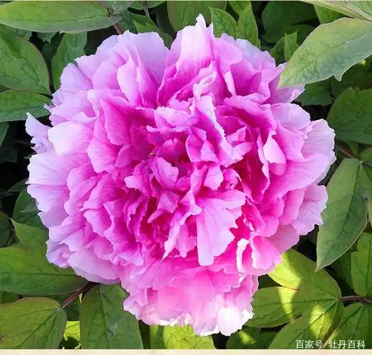 适合南方地区的牡丹品种,耐湿热又好养的"太平红",值得拥有!