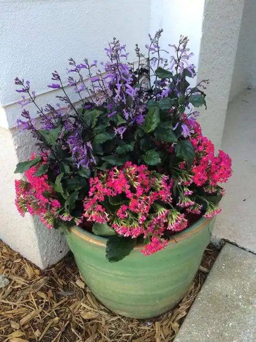 一年有三季在开花的特丽莎香茶菜两广地区能养盆栽好打理