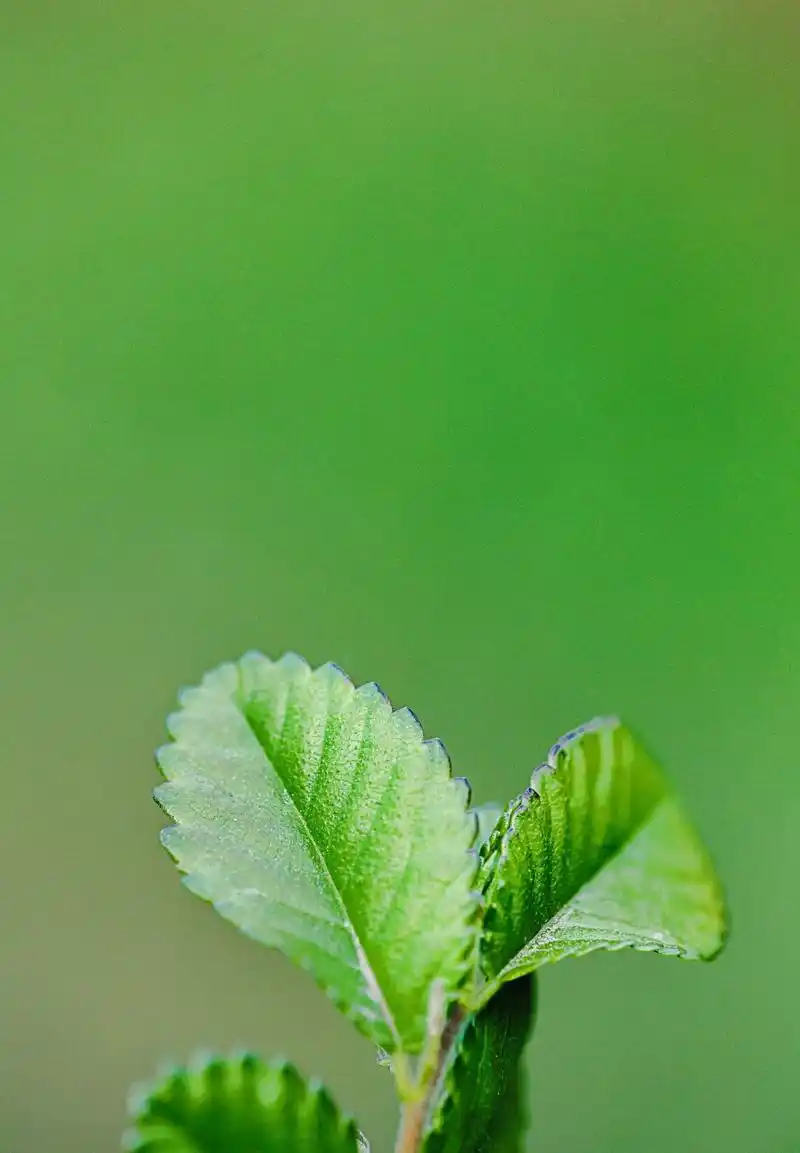 绿90永远让我92动,因为它92净纯碎90美好. 67