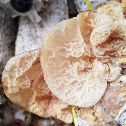 羊肚耳菌包沙耳珍珠食用菌种种食用菌菌种