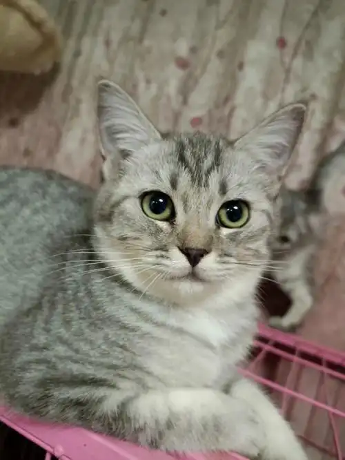 英短银虎斑找领养啦