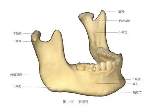 同样切了下颌角,为啥她下垂的那么明显?