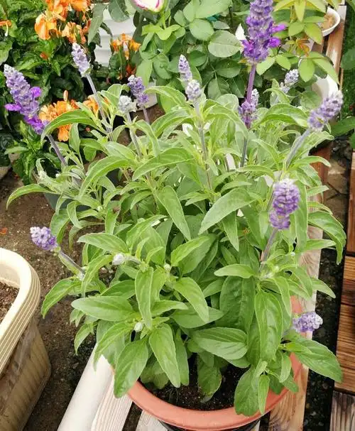 鼠尾草——美如紫色迷雾