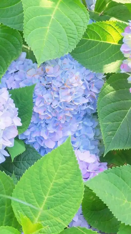 壁纸分享,我最喜欢的绣球花