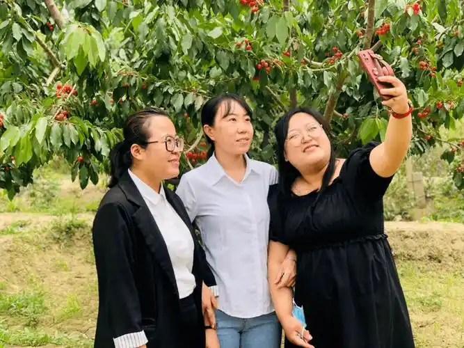 1500亩樱桃为纳瓦乡果农带来甜蜜新生活_种植_亚森·艾买尔_游客