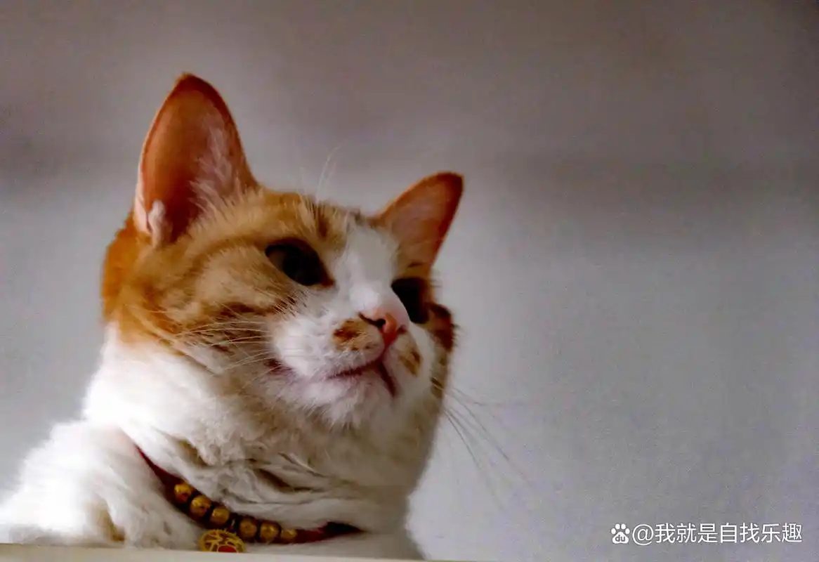 朋友家萌猫的表情包!