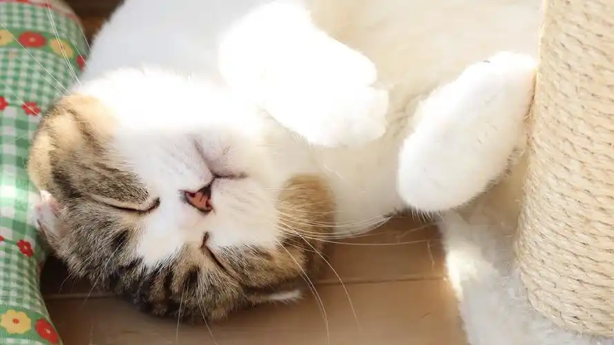 桌面壁纸 动物壁纸 > 正文  本文 安静可爱猫咪壁纸_乖巧漂亮的小猫咪