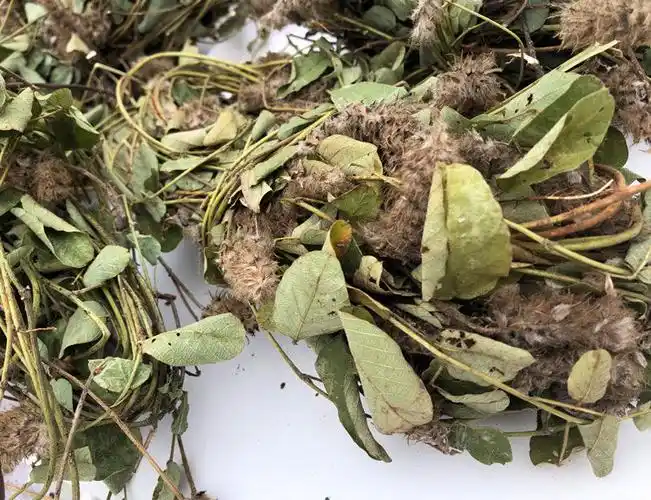 自然生狸尾草中草药老家山上羊咩香草药干货狸尾豆i 600克(10扎)