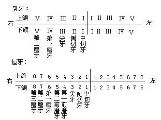 牙排列成上下两列,各型牙数目和排列情况常用牙式表示.