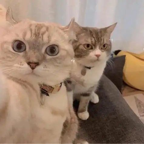 关于猫的闺蜜头像两张