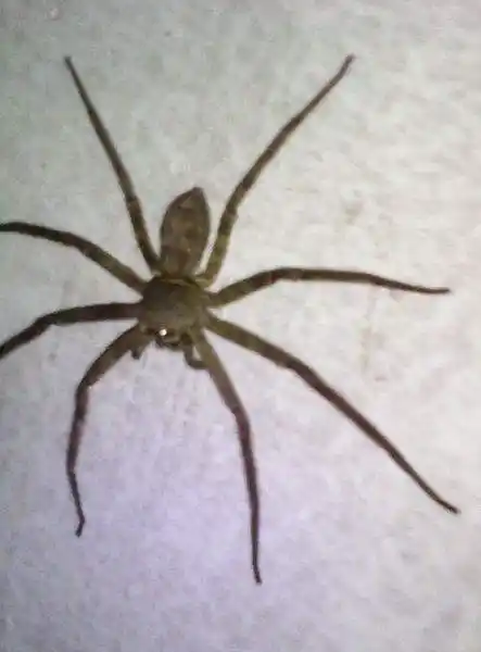 喜蜘蛛报喜一般是什么喜 喜蜘蛛的真实样子图片