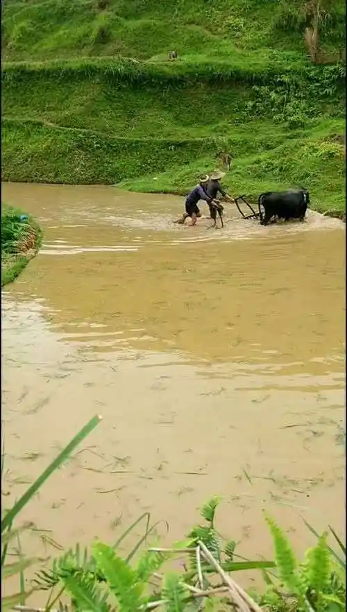 农村的真实现实生活