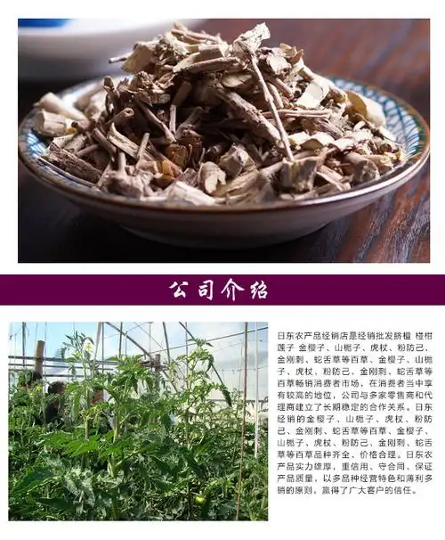 批发草药材白马骨六月雪 健脾利湿路边荆满天星 本棵保药含量