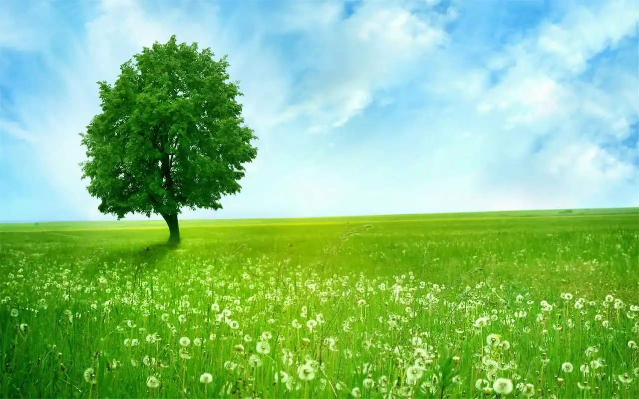 绿色清新缓解眼睛疲劳桌面壁纸图片下载