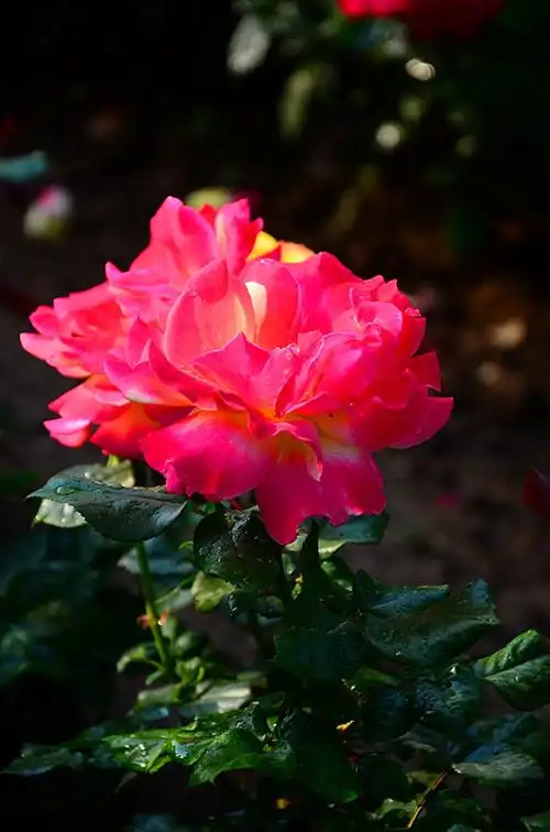 写美篇       月季花年年拍,感觉也拍不出什么新意了,但每当到了月季