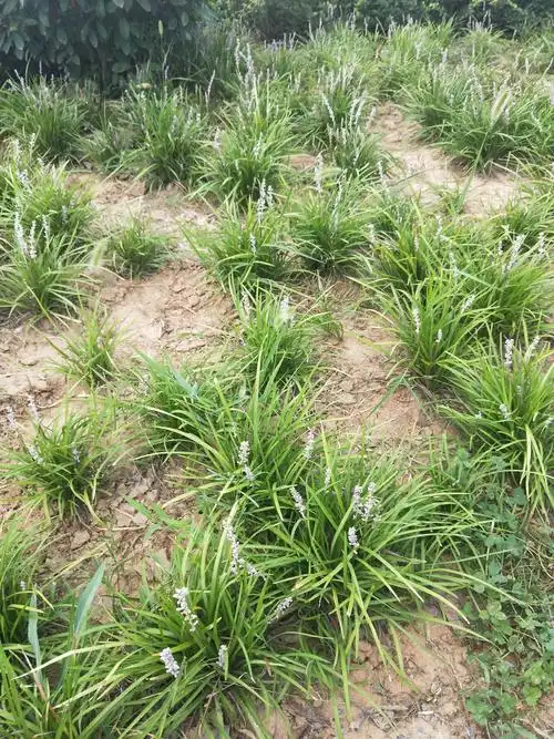 湖北麦冬中药植物之麦冬