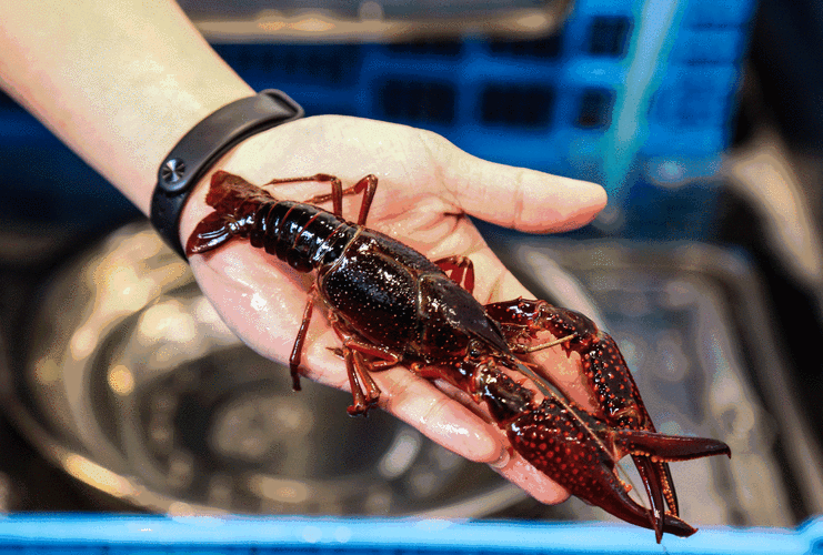 为何小龙虾进货价便宜了,饭店却卖更贵了?老板:我有苦说不出!