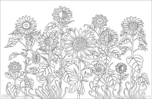 向日葵花海简笔画