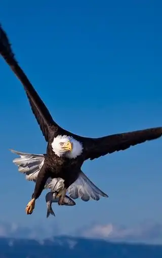 最霸气的鹰图片壁纸 第5页-zol手机壁纸