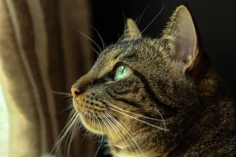 棕色的虎斑猫高清壁纸,高清图片,摄影-纯色壁纸