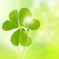 四叶草图片头像好看的小清新风格四叶草头像图片