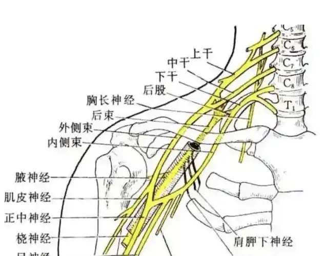肩胛下肌的重要性