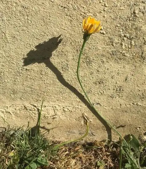 这朵花的影子看起来像一朵开放了的花