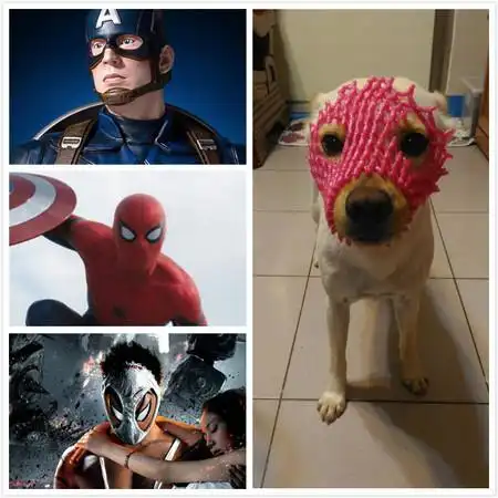 遇到蒙面狗狗劫匪你会给它东西吗