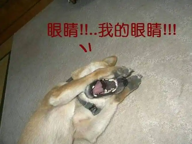 仙女是不能说妈卖批的虽然已经在嘴边了