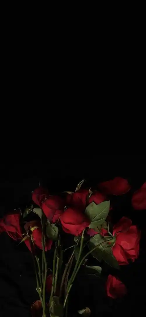 640_1385竖版 竖屏