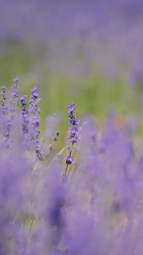唯美薰衣草花海景色,图片大全,高清,图库-回车桌面