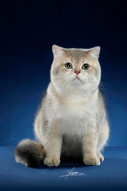 英国短毛猫|摄影|宠物摄影|amyworks2ocean_原创作品-站酷zcool