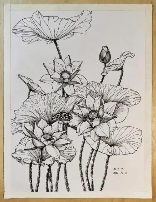 控笔day48荷花黑白线描过程写生