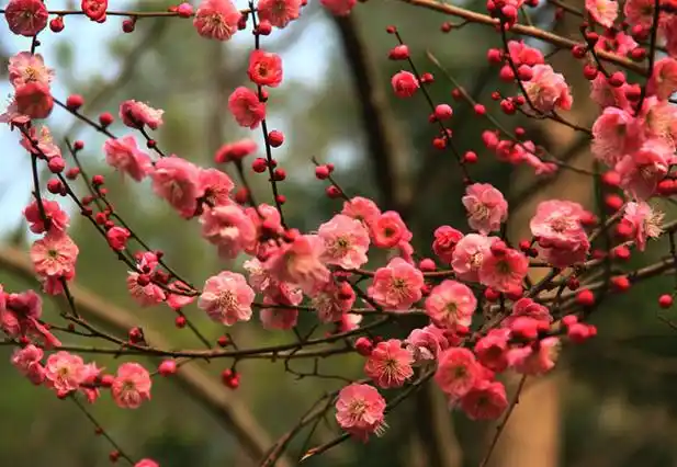 红梅树多少钱一棵2020年红梅树价格最新价格