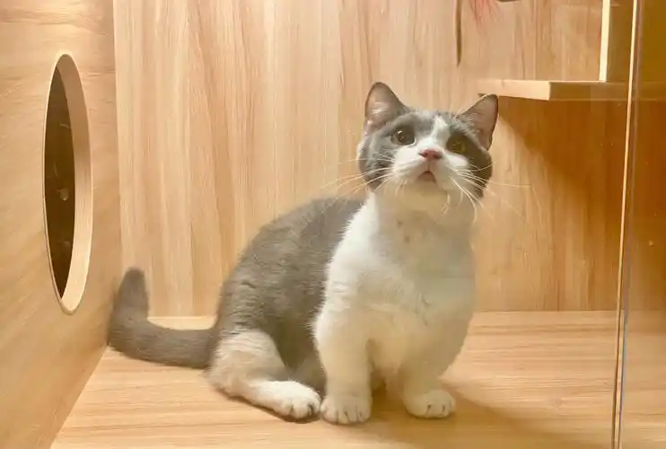 有60天的保障~#广州猫舍  #蓝白英短  #曼基康矮脚猫  #矮脚猫