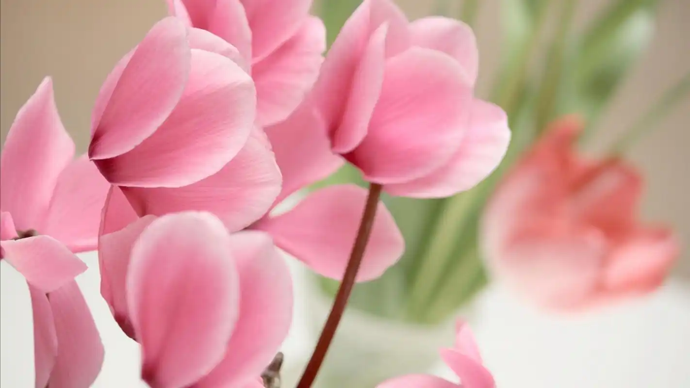 粉红色的花仙客来-摄影高清壁纸