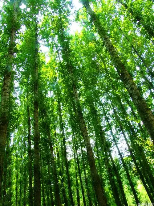 描写白杨树外形的词语