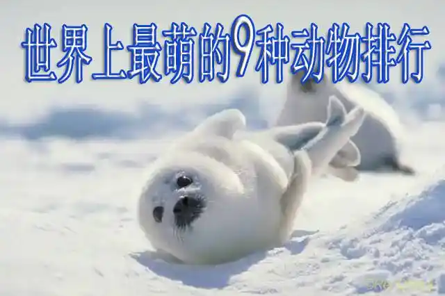 世界上最萌的9种动物排行萌翻你的眼