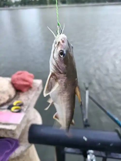 暗鲇婊翊蠡阕芸纯从屑钢鱼是你没有解锁的