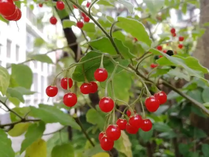 农村常见植物白英又名白毛藤,常用来煲汤煮水喝,能解毒消肿|白毛藤
